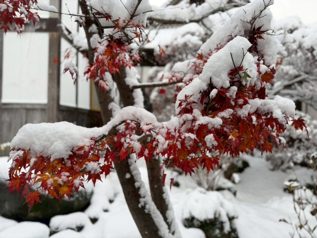 line album 2025.12.4 スマホ撮影 251205 9